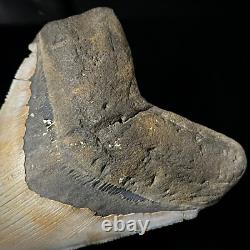 Megalodon Shark Tooth 4.79 real, unrestored, & natural fossil shark teeth