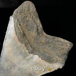 Megalodon Shark Tooth 4.79 real, unrestored, & natural fossil shark teeth