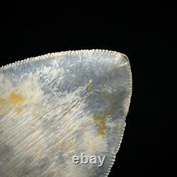 Megalodon Shark Tooth 4.79 real, unrestored, & natural fossil shark teeth