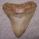 Megalodon Shark Tooth 4 7/16 Shark Teeth Extinct Jaw Fossil Huge No Repair