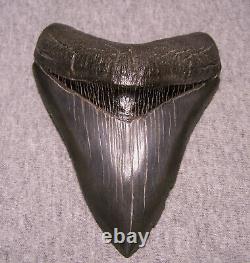 Megalodon Shark Tooth 4 7/16 Shark Teeth Extinct Jaw Fossil Real No Repair Gem