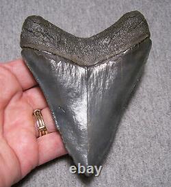 Megalodon Shark Tooth 4 7/16 Shark Teeth Extinct Jaw Fossil Real No Repair Gem