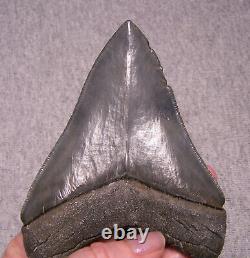 Megalodon Shark Tooth 4 7/16 Shark Teeth Extinct Jaw Fossil Real No Repair Gem