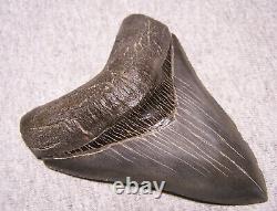 Megalodon Shark Tooth 4 7/16 Shark Teeth Extinct Jaw Fossil Real No Repair Gem