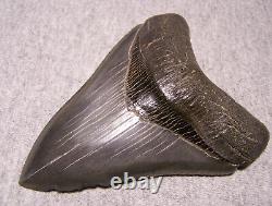 Megalodon Shark Tooth 4 7/16 Shark Teeth Extinct Jaw Fossil Real No Repair Gem