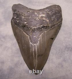 Megalodon Shark Tooth 4 7/16 Shark Teeth Extinct Jaw Fossil Sharp Serrations