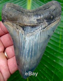 Megalodon Shark Tooth 4 & 7/16 in. BLUE/GREY ULTRA SERRATED- NO RESTORATIONS