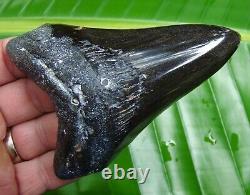 Megalodon Shark Tooth 4 & 7/16 in. JET BLACK DIAMOND POLISHED