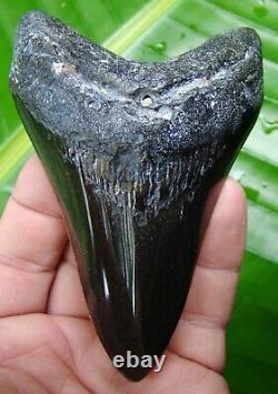 Megalodon Shark Tooth 4 & 7/16 in. JET BLACK DIAMOND POLISHED