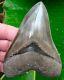 Megalodon Shark Tooth 4 & 7/8 Flawless Serrations Real No Restorations