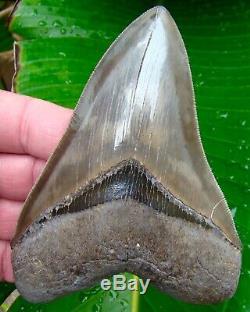 Megalodon Shark Tooth 4 & 7/8 FLAWLESS SERRATIONS REAL NO RESTORATIONS