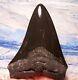 Megalodon Shark Tooth 4 7/8 Shark Teeth Big Jaw Fossil Stunning Polished Gem