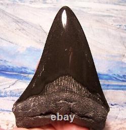 Megalodon Shark Tooth 4 7/8 Shark Teeth Big Jaw Fossil Stunning Polished Gem