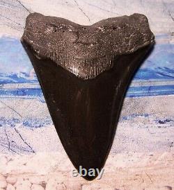 Megalodon Shark Tooth 4 7/8 Shark Teeth Big Jaw Fossil Stunning Polished Gem