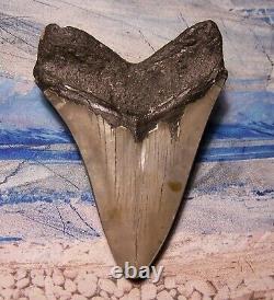 Megalodon Shark Tooth 4 7/8 Shark Teeth Big Jaw Fossil Stunning Polished Gem