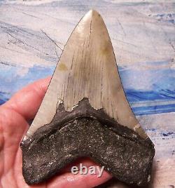Megalodon Shark Tooth 4 7/8 Shark Teeth Big Jaw Fossil Stunning Polished Gem