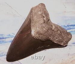 Megalodon Shark Tooth 4 7/8 Shark Teeth Big Jaw Fossil Stunning Polished Gem