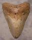 Megalodon Shark Tooth 4 7/8 Shark Teeth Extinct Jaw Fossil No Repair