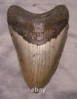 Megalodon Shark Tooth 4 7/8 Shark Teeth Extinct Jaw Fossil No Repair