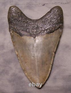 Megalodon Shark Tooth 4 7/8 Shark Teeth Extinct Jaw Fossil No Repair