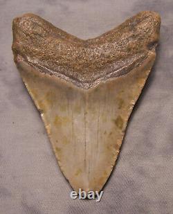 Megalodon Shark Tooth 4 7/8 Shark Teeth Extinct Jaw Fossil No Repair