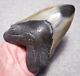 Megalodon Shark Tooth 4 7/8 Shark Teeth Huge Jaw Fossil Stunning Color Polished