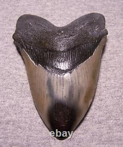 Megalodon Shark Tooth 4 7/8 Shark Teeth Huge Jaw Fossil Stunning Color Polished