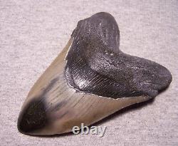 Megalodon Shark Tooth 4 7/8 Shark Teeth Huge Jaw Fossil Stunning Color Polished