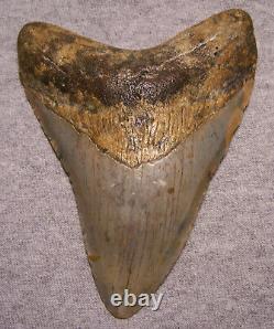 Megalodon Shark Tooth 4 7/8 Sharks Teeth Extinct Big Jaw Fossil No Repair Real