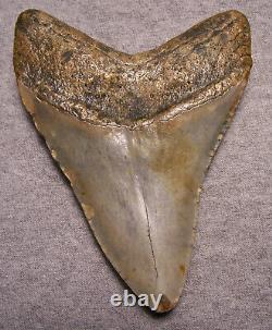 Megalodon Shark Tooth 4 7/8 Sharks Teeth Extinct Big Jaw Fossil No Repair Real