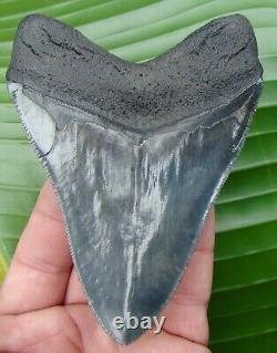 Megalodon Shark Tooth 4 & 7/8 in. MUSEUM GRADE SERRATED NO RESTO