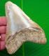 Megalodon Shark Tooth 4.80 Big Real Fossil North Carolina, Usa Huge