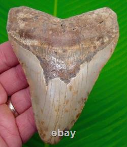 Megalodon Shark Tooth 4.80 BIG Real Fossil North Carolina, USA HUGE