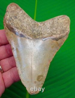 Megalodon Shark Tooth 4.80 BIG Real Fossil North Carolina, USA HUGE