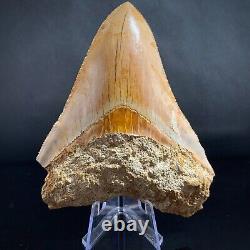 Megalodon Shark Tooth 4.80 Real Unrestored Indonesian Fossil