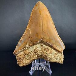 Megalodon Shark Tooth 4.80 Real Unrestored Indonesian Fossil