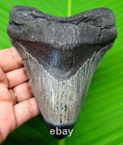 Megalodon Shark Tooth 4.80 Shark Teeth Serrated Real Fossil Megladone