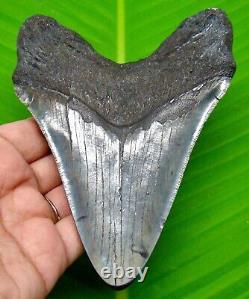 Megalodon Shark Tooth 4.80 Shark Teeth Serrated Real Fossil Megladone