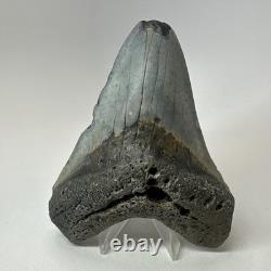 Megalodon Shark Tooth 4.82 Inch Beautiful Authentic Fossil Natural 20222