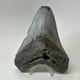 Megalodon Shark Tooth 4.82 Inch Beautiful Authentic Fossil Natural 20222