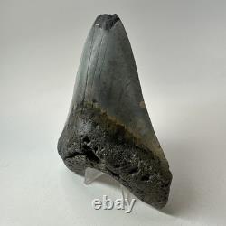Megalodon Shark Tooth 4.82 Inch Beautiful Authentic Fossil Natural 20222