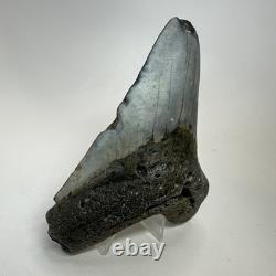 Megalodon Shark Tooth 4.82 Inch Beautiful Authentic Fossil Natural 20222
