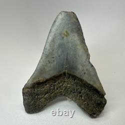 Megalodon Shark Tooth 4.82 Inch Beautiful Authentic Fossil Natural 20222