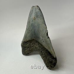 Megalodon Shark Tooth 4.82 Inch Beautiful Authentic Fossil Natural 20222