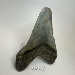 Megalodon Shark Tooth 4.82 Inch Beautiful Authentic Fossil Natural 20222