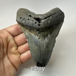 Megalodon Shark Tooth 4.82 Inch Beautiful Authentic Fossil Natural 20222