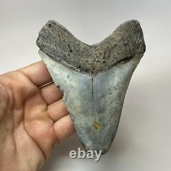 Megalodon Shark Tooth 4.82 Inch Beautiful Authentic Fossil Natural 20222