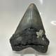 Megalodon Shark Tooth 4.82 Inch Huge Amazing Fossil Authentic Rare 20633