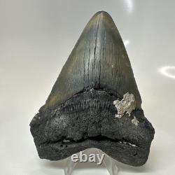 Megalodon Shark Tooth 4.82 Inch Huge Amazing Fossil Authentic Rare 20633
