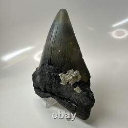 Megalodon Shark Tooth 4.82 Inch Huge Amazing Fossil Authentic Rare 20633